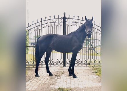Inne konie gorącokrwiste, Wałach, 4 lat, 162 cm, Ciemnogniada