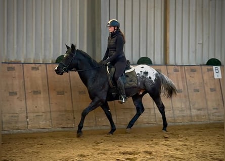 Inne konie gorącokrwiste, Wałach, 5 lat, 150 cm, Tarantowata