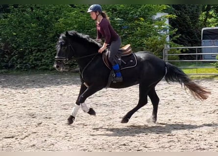 Inne konie gorącokrwiste, Wałach, 5 lat, 155 cm, Karosiwa