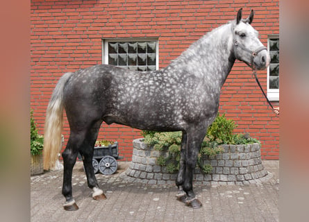Inne konie gorącokrwiste, Wałach, 5 lat, 160 cm, Siwa jabłkowita