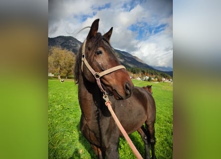 Inne konie gorącokrwiste, Wałach, 6 lat, 150 cm, Ciemnogniada