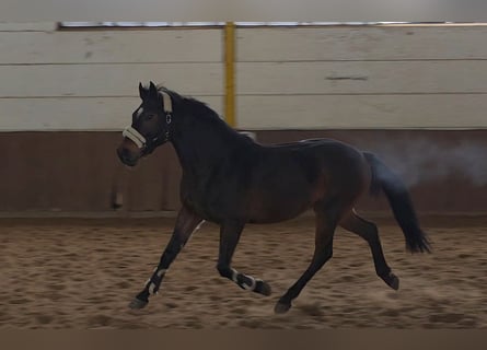 Inne konie gorącokrwiste, Wałach, 6 lat, 161 cm, Ciemnogniada