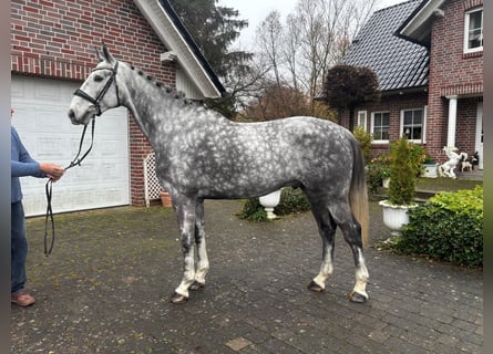 Inne konie gorącokrwiste, Wałach, 6 lat, 168 cm, Siwa jabłkowita