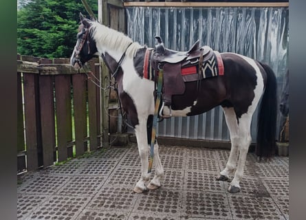 Inne konie gorącokrwiste, Wałach, 6 lat, 170 cm, Srokata