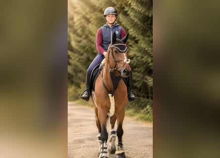 Inne konie gorącokrwiste, Wałach, 7 lat, 165 cm, Gniada