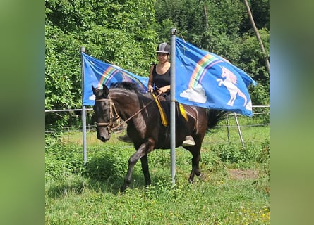 Inne konie gorącokrwiste, Wałach, 8 lat, 156 cm, Kara