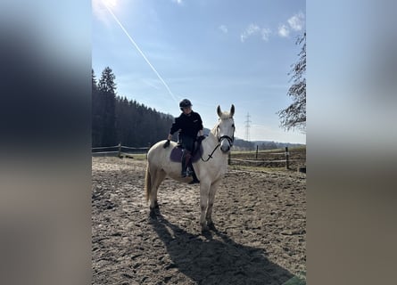 Inne konie gorącokrwiste, Wałach, 8 lat, 170 cm, Siwa