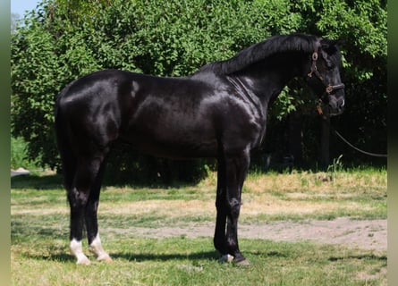 Inne konie gorącokrwiste, Wałach, 9 lat, 169 cm, Kara