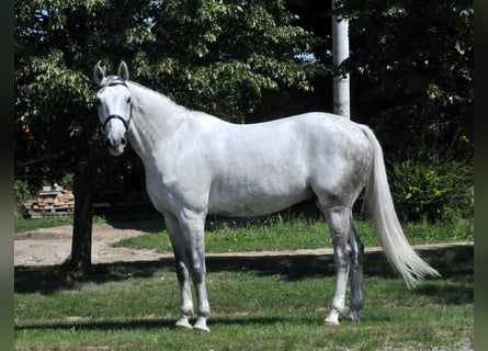 Inne konie gorącokrwiste, Wałach, 10 lat, 170 cm, Siwa