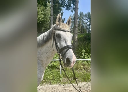 Inne konie gorącokrwiste, Wałach, 13 lat, 160 cm, Siwa w hreczce