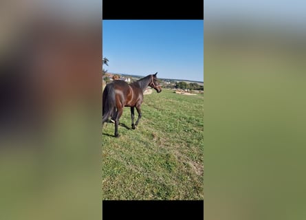 Inne konie gorącokrwiste, Wałach, 15 lat, 160 cm, Gniada