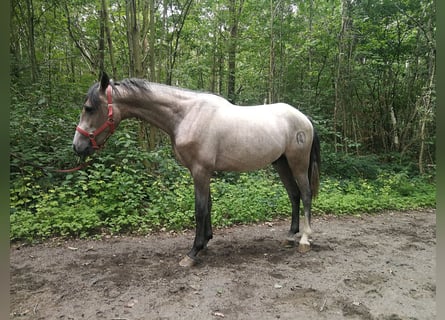 Inne konie gorącokrwiste, Wałach, 3 lat, 153 cm, Siwa
