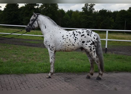 Inne konie gorącokrwiste, Wałach, 4 lat, 157 cm, Tarantowata