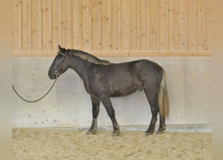 Inne konie gorącokrwiste, Wałach, 4 lat, 162 cm, Ciemnokasztanowata