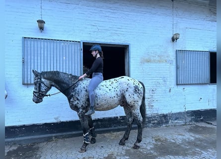 Inne konie gorącokrwiste, Wałach, 4 lat, 170 cm, Tarantowata