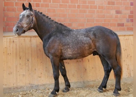 Inne konie gorącokrwiste Mix, Wałach, 5 lat, 154 cm