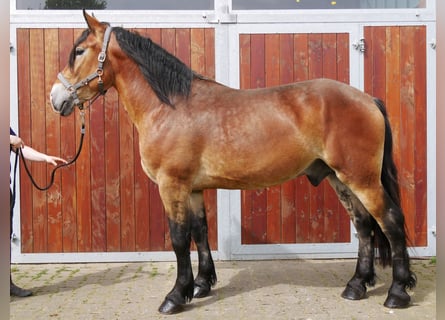 Inne konie gorącokrwiste Mix, Wałach, 5 lat, 160 cm