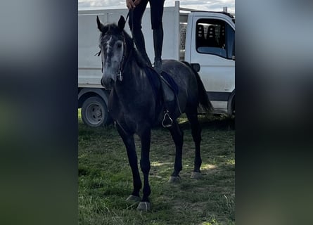 Inne konie gorącokrwiste, Wałach, 7 lat, 159 cm, Siwa