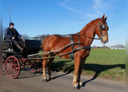 Inne konie gorącokrwiste, Wałach, 9 lat, 166 cm, Kasztanowata