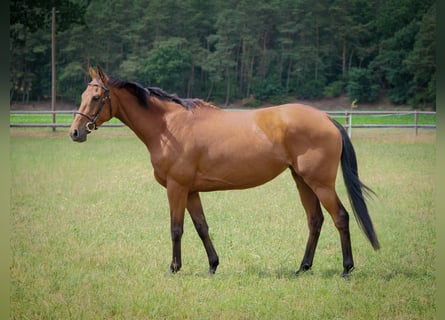 Inne konie pełnej krwi, Klacz, 6 lat, 160 cm, Gniada