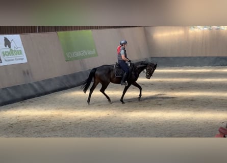 Inne konie pełnej krwi, Wałach, 7 lat, 166 cm, Gniada