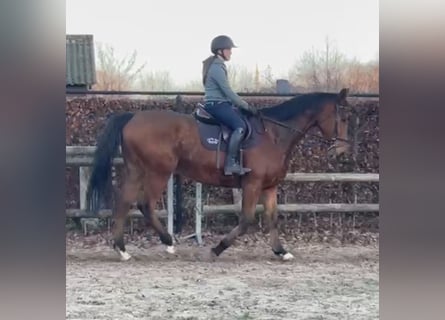 Inne konie pełnej krwi, Wałach, 7 lat, 175 cm, Ciemnogniada