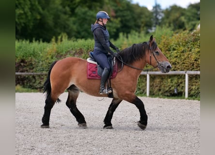 Inne konie zimnokrwiste, Klacz, 12 lat, 153 cm, Gniada