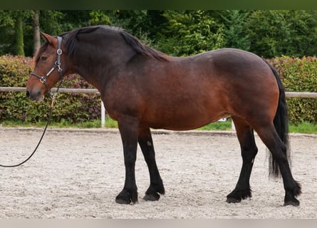 Inne konie zimnokrwiste, Klacz, 12 lat, 160 cm, Ciemnogniada