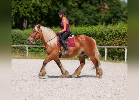 Inne konie zimnokrwiste, Klacz, 14 lat, 155 cm, Kasztanowata