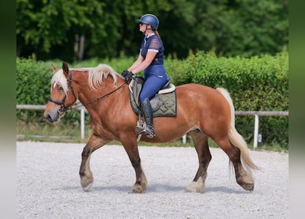 Inne konie zimnokrwiste, Klacz, 5 lat, 155 cm, Kasztanowata