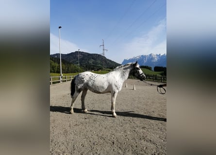 Inne konie zimnokrwiste, Klacz, 5 lat, 160 cm, Tarantowata