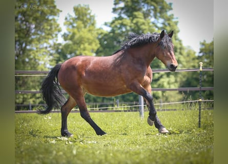 Inne konie zimnokrwiste, Klacz, 6 lat, 148 cm, Gniada