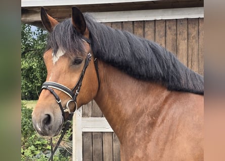 Inne konie zimnokrwiste, Klacz, 8 lat, 160 cm, Gniada