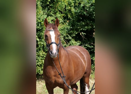 Inne konie zimnokrwiste Mix, Wałach, 11 lat, 154 cm, Cisawa