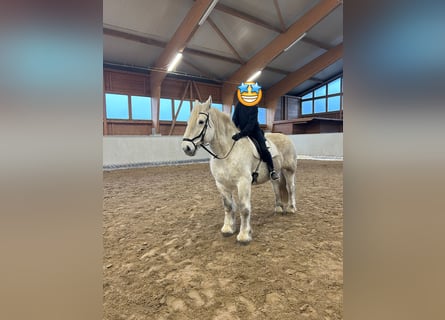 Inne konie zimnokrwiste, Wałach, 11 lat, 160 cm, Siwa