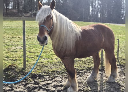 Inne konie zimnokrwiste, Wałach, 12 lat, 160 cm, Kasztanowata