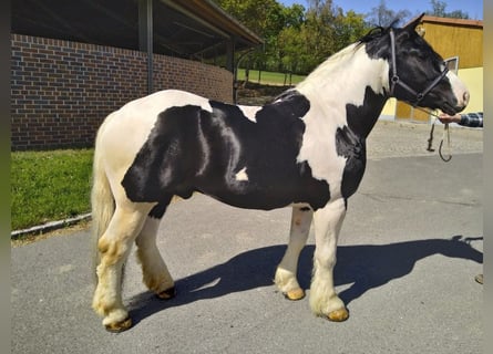 Inne konie zimnokrwiste, Wałach, 4 lat, 162 cm, Srokata