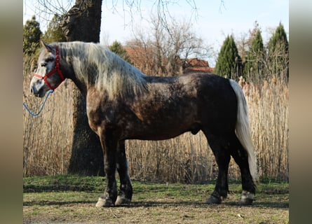 Inne konie zimnokrwiste, Wałach, 5 lat, 153 cm, Siwa jabłkowita