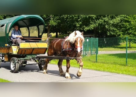Inne konie zimnokrwiste, Wałach, 8 lat, 166 cm, Kasztanowata