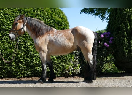 Inne konie zimnokrwiste, Wałach, 3 lat, 156 cm, Formy Brown Falb