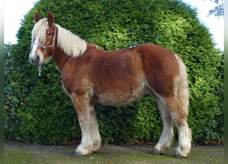 Inne konie zimnokrwiste, Wałach, 3 lat, 158 cm, Kasztanowata