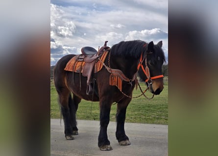 Inne konie zimnokrwiste, Wałach, 8 lat, 163 cm, Gniada