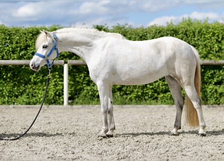 Inne kuce/małe konie, Klacz, 10 lat, 127 cm, Siwa