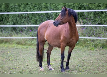 Inne kuce/małe konie, Klacz, 11 lat, 130 cm, Gniada