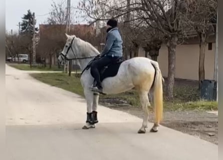 Inne kuce/małe konie, Klacz, 11 lat, 155 cm, Siwa