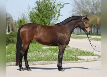 Inne kuce/małe konie, Klacz, 12 lat, 147 cm, Gniada