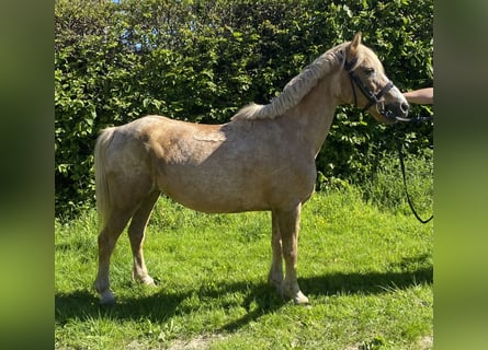 Inne kuce/małe konie, Klacz, 14 lat, 138 cm, Izabelowata