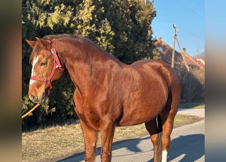 Inne kuce/małe konie, Klacz, 14 lat, 147 cm