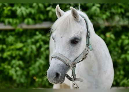 Inne kuce/małe konie, Klacz, 15 lat, 128 cm, Siwa w hreczce