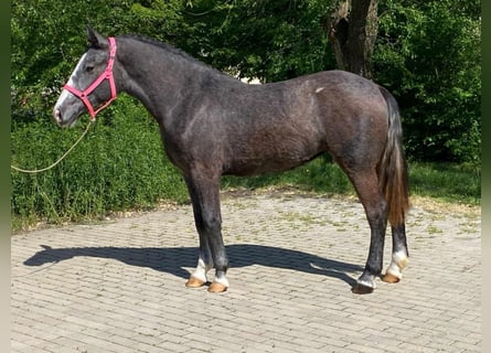 Inne kuce/małe konie, Klacz, 3 lat, 147 cm, Gniada